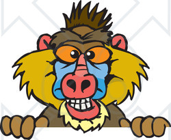 Clipart of a Happy Baboon Peeking over a Sign - Royalty Free Vector Illustration